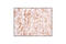 Ezrin antibody, 3145S, Cell Signaling Technology, Immunohistochemistry paraffin image 