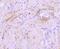 Crystallin Alpha B antibody, NBP2-67149, Novus Biologicals, Immunohistochemistry paraffin image 
