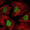 Histone Deacetylase 3 antibody, GTX83173, GeneTex, Immunofluorescence image 