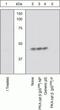 cAMP-dependent protein kinase catalytic subunit beta antibody, 44-992G, Invitrogen Antibodies, Western Blot image 