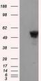 SHC Adaptor Protein 1 antibody, GTX83656, GeneTex, Western Blot image 