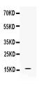 AIF1 antibody, A01394, Boster Biological Technology, Western Blot image 