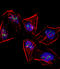 Mesenchyme Homeobox 1 antibody, LS-C100832, Lifespan Biosciences, Immunofluorescence image 