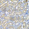 Programmed Cell Death 6 antibody, A6685, ABclonal Technology, Immunohistochemistry paraffin image 