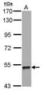 Zinc Finger Protein 689 antibody, PA5-32049, Invitrogen Antibodies, Western Blot image 
