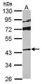 Mitogen-Activated Protein Kinase 13 antibody, PA5-29423, Invitrogen Antibodies, Western Blot image 