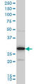 Exosome Component 3 antibody, LS-C133747, Lifespan Biosciences, Western Blot image 