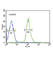 Fibroblast Growth Factor Receptor 1 antibody, abx033557, Abbexa, Western Blot image 