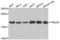 Transgelin 2 antibody, LS-C334925, Lifespan Biosciences, Western Blot image 