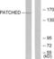 PTCH antibody, LS-B6565, Lifespan Biosciences, Western Blot image 