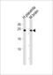 Protein SOX-15 antibody, 56-450, ProSci, Western Blot image 