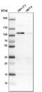 RAS Protein Activator Like 2 antibody, HPA020453, Atlas Antibodies, Western Blot image 