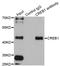 CAMP Responsive Element Binding Protein 1 antibody, LS-C331339, Lifespan Biosciences, Immunoprecipitation image 
