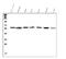 Serine palmitoyltransferase 1 antibody, PB9894, Boster Biological Technology, Western Blot image 