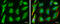 Ferritin Heavy Chain 1 antibody, GTX101733, GeneTex, Immunofluorescence image 