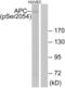 APC Regulator Of WNT Signaling Pathway antibody, LS-C198632, Lifespan Biosciences, Western Blot image 