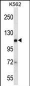 Argonaute RISC Catalytic Component 2 antibody, PA5-72107, Invitrogen Antibodies, Western Blot image 