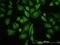 Leucine Zipper And EF-Hand Containing Transmembrane Protein 1 antibody, H00003954-M03, Novus Biologicals, Immunofluorescence image 