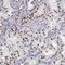 HNF1 Homeobox B antibody, NBP1-89680, Novus Biologicals, Immunohistochemistry frozen image 