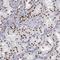 Hnf-1b antibody, NBP1-89680, Novus Biologicals, Immunohistochemistry frozen image 