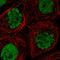 CDC Like Kinase 3 antibody, HPA046817, Atlas Antibodies, Immunofluorescence image 