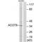 Acyl-CoA Thioesterase 8 antibody, PA5-49970, Invitrogen Antibodies, Western Blot image 