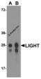 TNF Superfamily Member 14 antibody, RF16064, ProSci, Western Blot image 