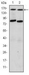 Nuclear Receptor Coactivator 3 antibody, MA5-15898, Invitrogen Antibodies, Western Blot image 