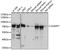 Cs1 antibody, 19-857, ProSci, Western Blot image 