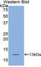 C-X-C Motif Chemokine Ligand 10 antibody, LS-C294768, Lifespan Biosciences, Western Blot image 