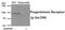 Progesterone Receptor antibody, PA5-37472, Invitrogen Antibodies, Western Blot image 