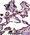 Alkaline Phosphatase, Placental antibody, abx028430, Abbexa, Immunohistochemistry frozen image 