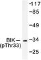 BCL2 Interacting Killer antibody, LS-C192175, Lifespan Biosciences, Western Blot image 