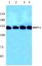 Adenylate Cyclase 1 antibody, LS-B12797, Lifespan Biosciences, Western Blot image 