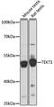 Tektin-1 antibody, LS-C750203, Lifespan Biosciences, Western Blot image 