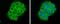 GIT ArfGAP 1 antibody, PA5-78480, Invitrogen Antibodies, Immunofluorescence image 