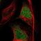 Inhibitor Of Nuclear Factor Kappa B Kinase Subunit Epsilon antibody, NBP1-83114, Novus Biologicals, Immunofluorescence image 