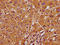 Rho-related GTP-binding protein Rho6 antibody, LS-C682318, Lifespan Biosciences, Immunohistochemistry paraffin image 