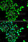 Signal Transducing Adaptor Molecule 2 antibody, A7058, ABclonal Technology, Immunofluorescence image 