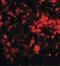 Ring Finger Protein 8 antibody, PA5-20961, Invitrogen Antibodies, Immunofluorescence image 