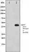 Neutrophil Cytosolic Factor 1 antibody, orb106053, Biorbyt, Western Blot image 