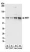 TNFAIP3 Interacting Protein 1 antibody, NBP2-22263, Novus Biologicals, Western Blot image 