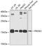 Prokineticin 2 antibody, GTX65949, GeneTex, Western Blot image 