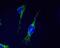 2,4-Dienoyl-CoA Reductase 1 antibody, GTX54745, GeneTex, Immunofluorescence image 