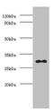 Prohibitin antibody, A52978-100, Epigentek, Western Blot image 