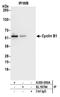 Cyclin B1 antibody, A305-000A, Bethyl Labs, Immunoprecipitation image 