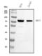 Mitochondrial Antiviral Signaling Protein antibody, A00169-3, Boster Biological Technology, Western Blot image 