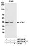Syntaxin 17 antibody, A305-749A-M, Bethyl Labs, Immunoprecipitation image 