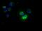 NME/NM23 Nucleoside Diphosphate Kinase 4 antibody, MA5-25089, Invitrogen Antibodies, Immunocytochemistry image 