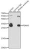 Proteasome Subunit Alpha 3 antibody, LS-B14860, Lifespan Biosciences, Immunoprecipitation image 